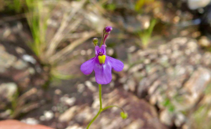 A descoberta de uma planta carnívora em homenagem a Stephen Hawking