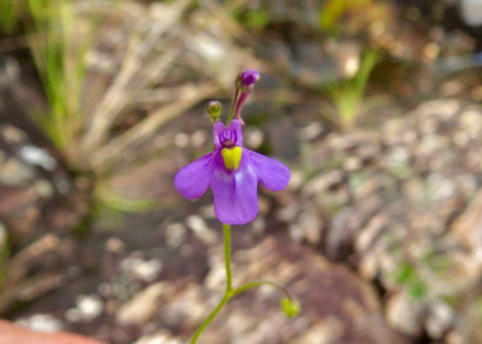 A descoberta de uma planta carnívora em homenagem a Stephen Hawking